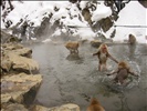 Yudanaka Hot spring